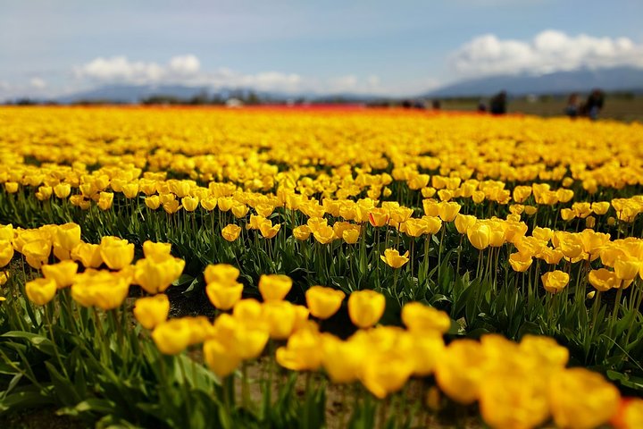 Skagit Valley Tulip Festival And Deception Pass - Private Luxury Day Tour - thumb 0
