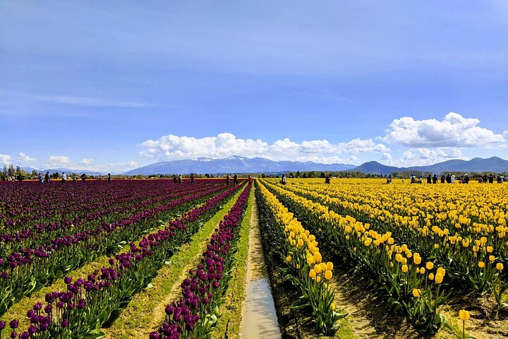 Skagit Valley Tulip Festival And Deception Pass - Private Luxury Day Tour - thumb 1