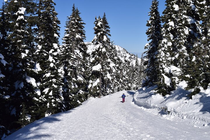 Hurricane Ridge Guided Snowshoe Tour In Olympic National Park - thumb 2