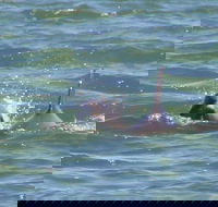 Clearwater Encounters with Dolphins Tour - USA Accommodation