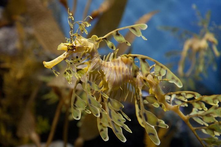 Monterey, Carmel And 17-Mile Drive - Full Day Tour From San Francisco - thumb 1