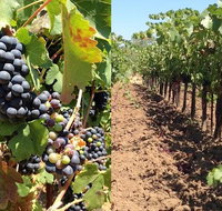 Private Wine Tasting Tour From Santa Ynez Solvang or Buellton - Tourism Bookings