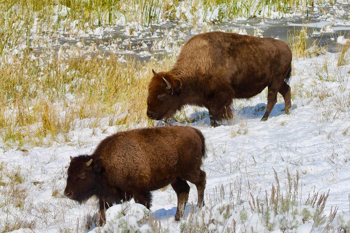 Yellowstone Lower Loop Full-Day Tour - thumb 0