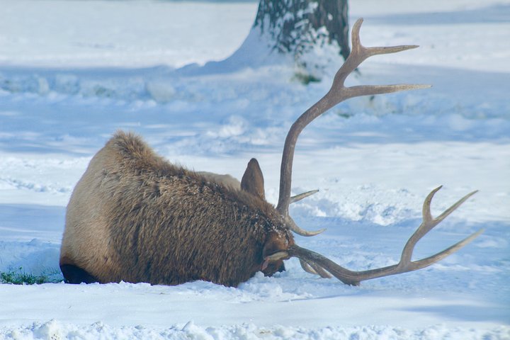 Yellowstone Lower Loop Full-Day Tour - thumb 2