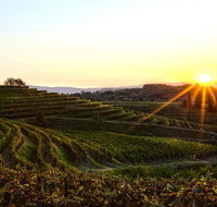 Solvang/Santa Ynez Small Group All-Inclusive Wine Tour - Tourism Bookings