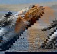 Alaska 7-Day Brown Bears and Denali Adventure from Anchorage - Tourism Bookings