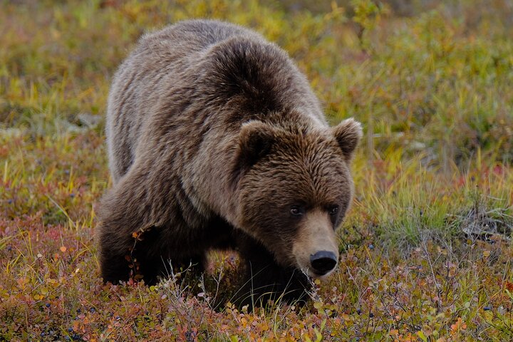 Ultimate Alaskan Adventure - thumb 5