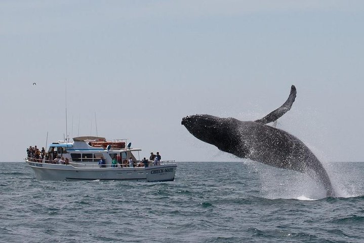 Whale Watching Tour - thumb 1
