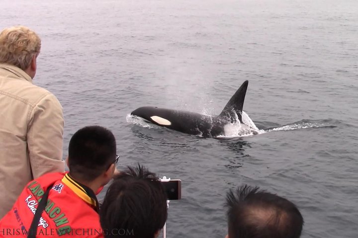 Whale Watching Tour - thumb 2