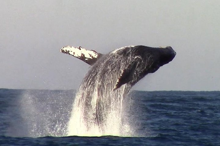 Whale Watching Tour - thumb 4