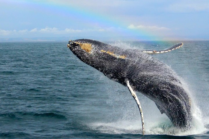 Whale Watching Tour - thumb 5