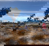 Joshua Tree National Park Driving Tour - Tourism Bookings