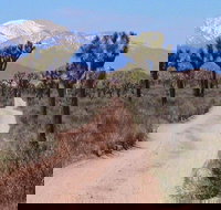 Joshua Tree National Park Tour with GPS Virtual Guide - Tourism Bookings