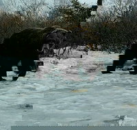 Go Girdwood Wilderness Adventure - Tourism Bookings