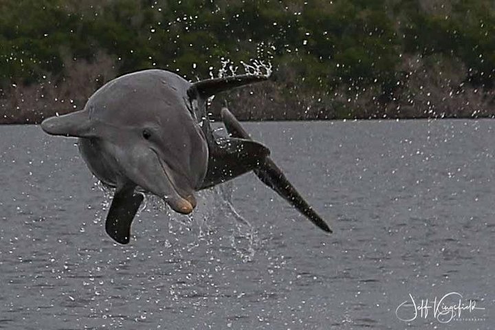 10,000 Islands Excursion Small-Group 3.5 Hour Dolphin & Shelling Boat Tour - thumb 0