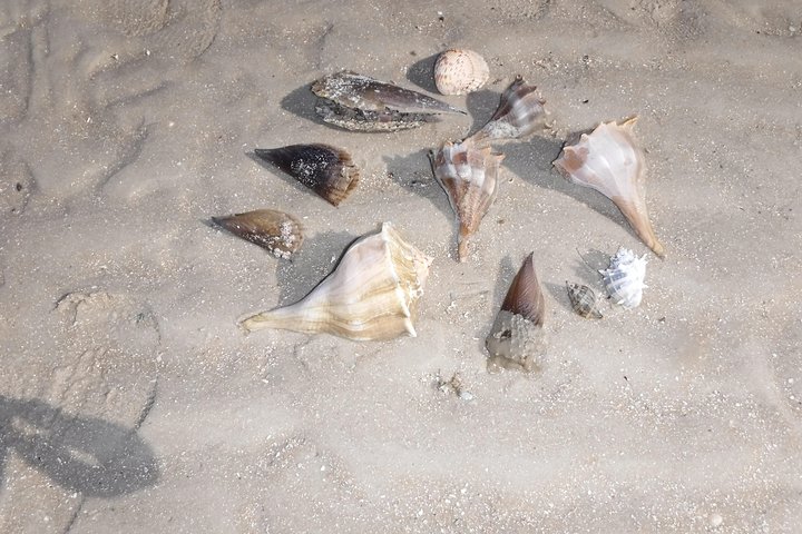 10,000 Islands Excursion Small-Group 3.5 Hour Dolphin & Shelling Boat Tour - thumb 3