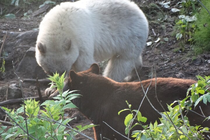 Jet Boat Adventure And Raptor Expedition - Haines Departure - thumb 2