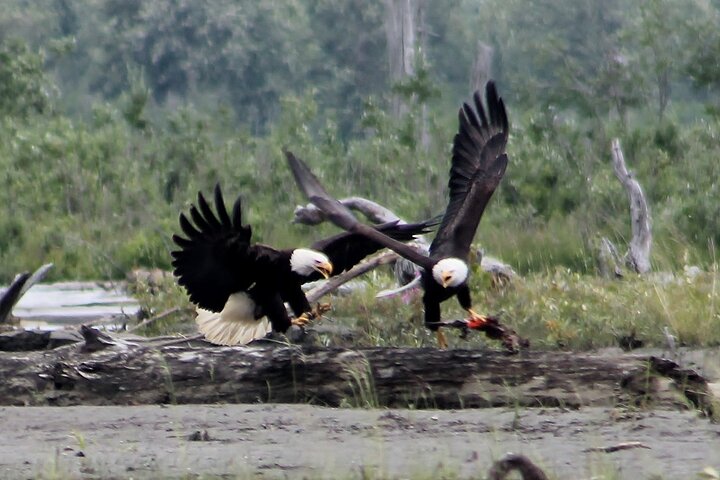 Jet Boat Adventure And Raptor Expedition - Haines Departure - thumb 4