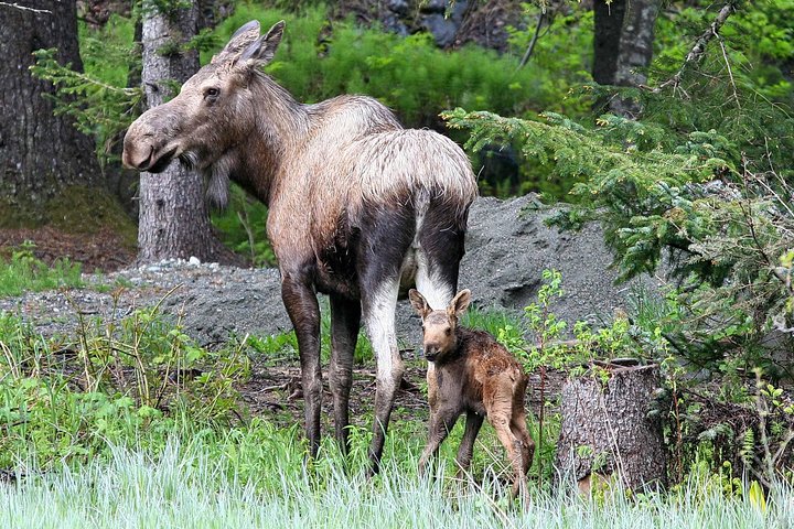 Jet Boat Adventure And Raptor Expedition - Haines Departure - thumb 5