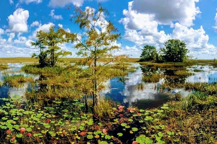 1-Hour Air Boat Ride And Nature Walk With Naturalist In Everglades National Park - thumb 0