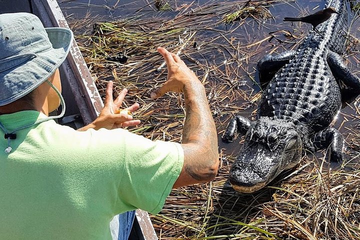 1-Hour Air Boat Ride And Nature Walk With Naturalist In Everglades National Park - thumb 3