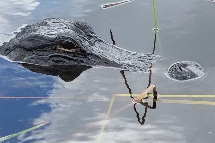 1-Hour Air Boat Ride And Nature Walk With Naturalist In Everglades National Park - thumb 5