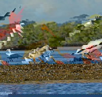 Two-Hour Everglades National Park Dolphin, Birding and Wildlife Boat Tour - Tourism Bookings