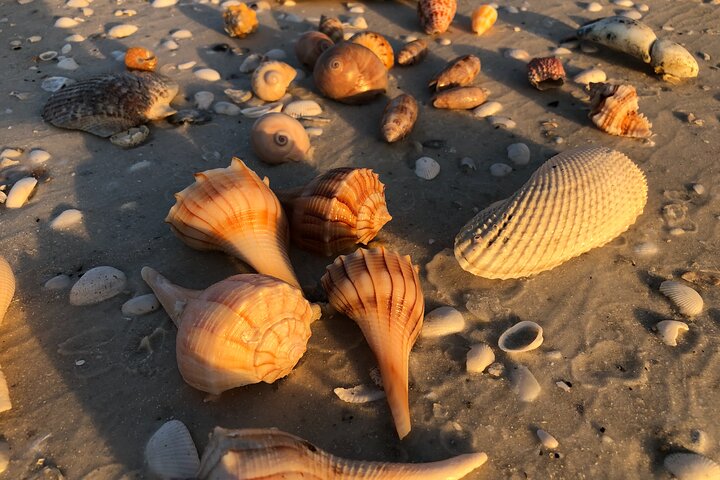 10,000 Islands Sunset & Shelling Kayak Adventure Tour: Naples Kayak Adventures - thumb 2