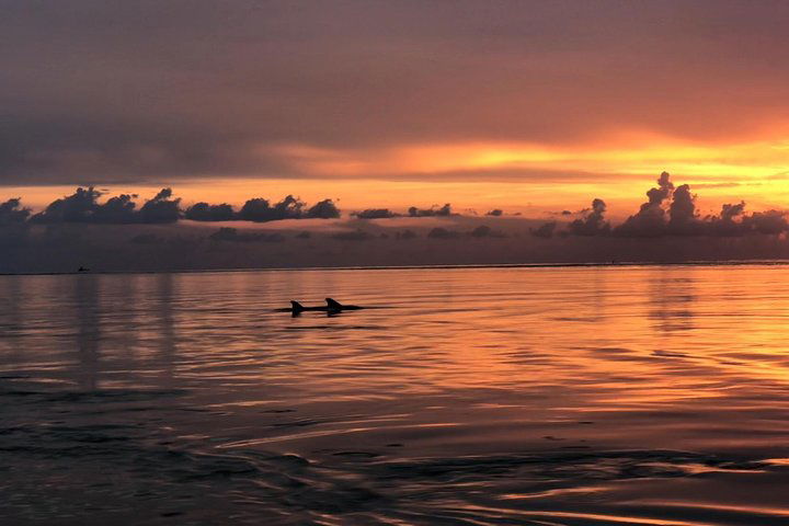 10,000 Islands Sunset & Shelling Kayak Adventure Tour: Naples Kayak Adventures - thumb 4