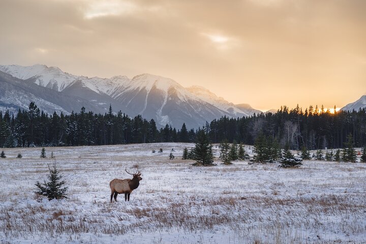 Private Rocky Mountain National Park From Denver And Boulder - thumb 3