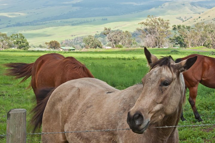 Big Island Adventure Bundle: 5 Epic Audio Driving Tours - thumb 4