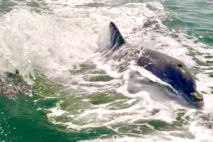 Private Half-Day Boat Charter In Clearwater, Florida - thumb 2