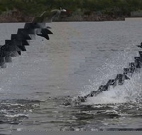 Everglades National Park Dolphin, Birding and Wildlife Boat Tour (2 hours) - Tourism Bookings