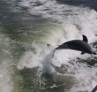 Everglades Adventure Day Trip from Greater Fort Myers/Naples Area - China Accommodation