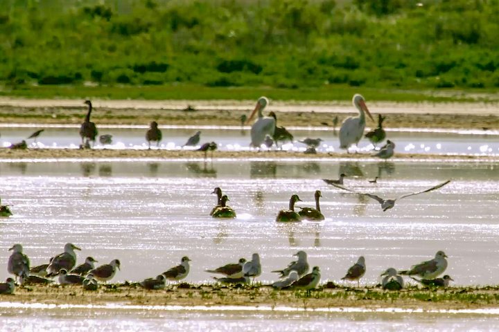 Guided Tour Of Great Salt Lake From Salt Lake City - thumb 4