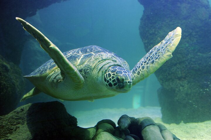 SEA LIFE Aquarium Minnesota Admission Ticket At Mall Of America - thumb 0