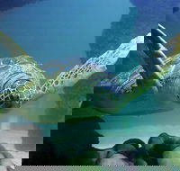 SEA LIFE Aquarium Minnesota Admission Ticket at Mall of America - Students Accommodation