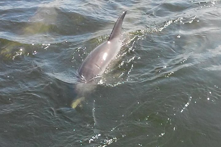1.5-hour Dolphin Sightseeing Cruise From Tampa - thumb 1