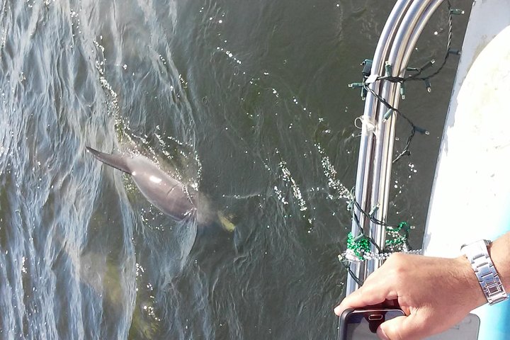 1.5-hour Dolphin Sightseeing Cruise From Tampa - thumb 2