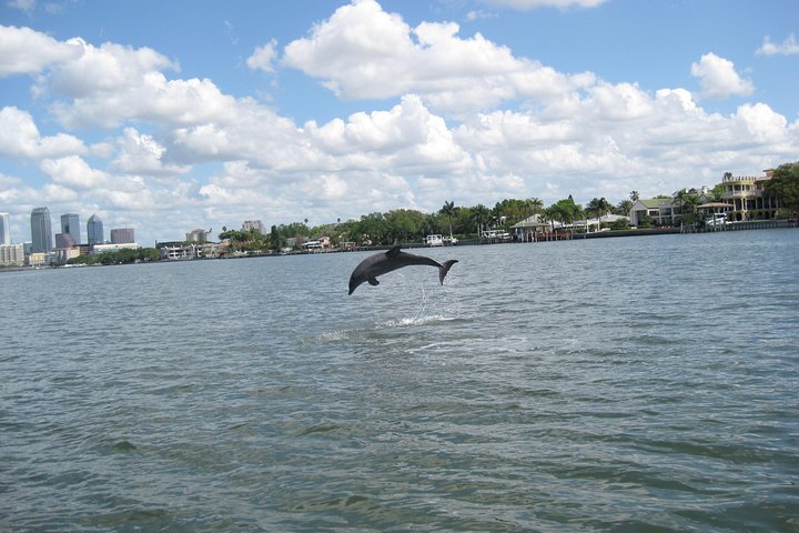 1.5-hour Dolphin Sightseeing Cruise From Tampa - thumb 5