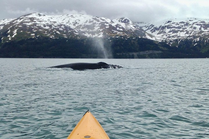 4 Day Alaskan Excursion - thumb 3