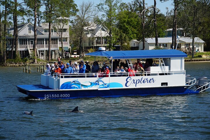 2-Hour Dolphin And Nature Eco Tour From Orange Beach - thumb 0