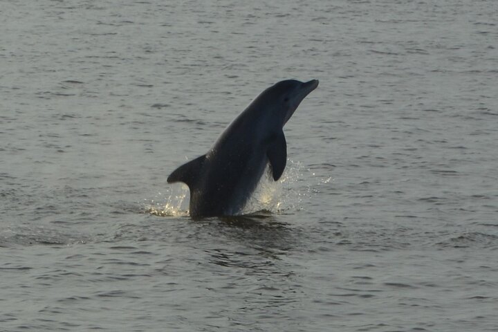 2-Hour Dolphin And Nature Eco Tour From Orange Beach - thumb 2