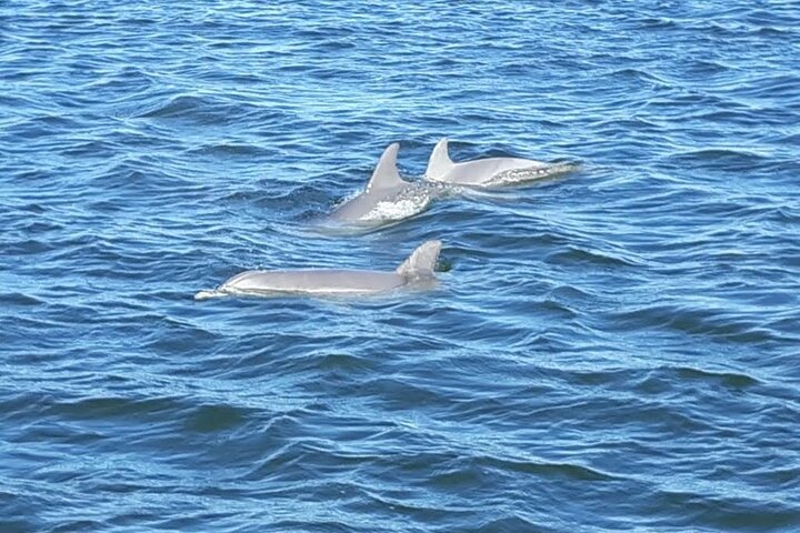 2-Hour Dolphin And Nature Eco Tour From Orange Beach - thumb 5