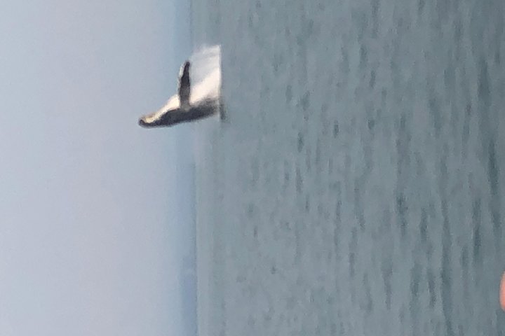 Whale Watching Charters Through Icy Strat Alaska - thumb 0