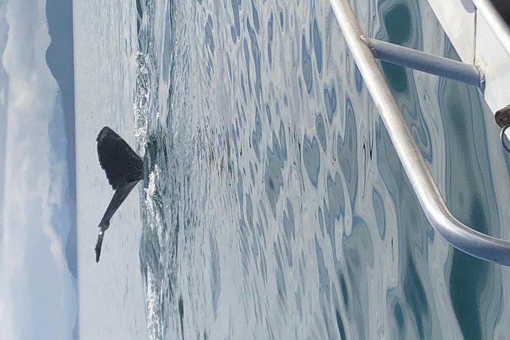 Whale Watching Charters Through Icy Strat Alaska - thumb 5