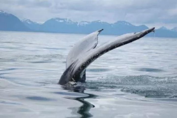 Hoonah Whale-Watching Cruise - thumb 1