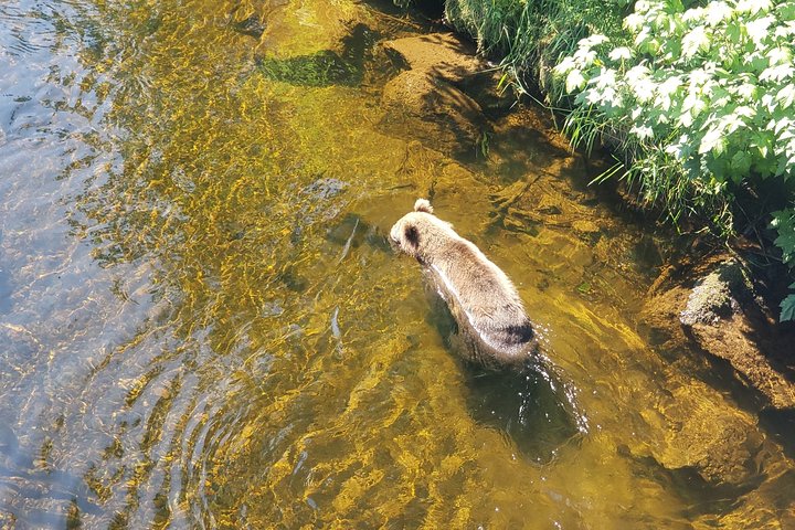 Kayak Tours - thumb 1