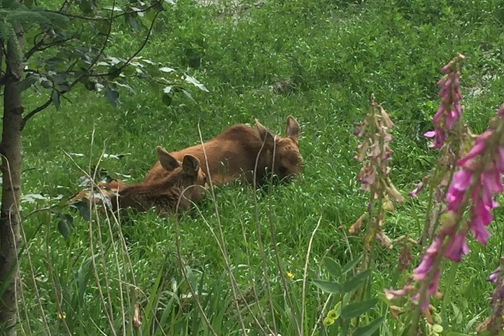 Wilds Of Alaska Classic ATV Adventure - thumb 3