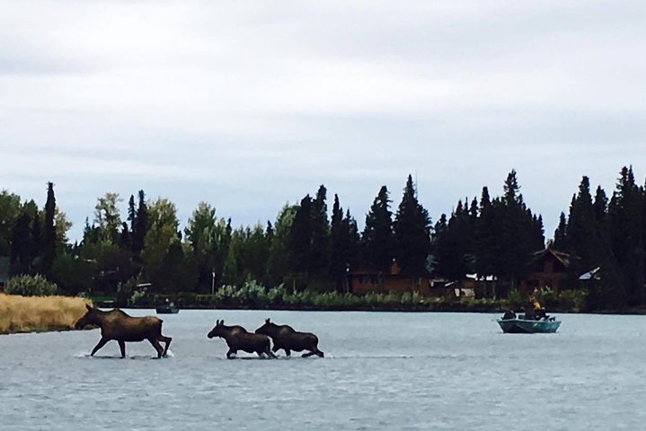 Middle Kenai River Full-Day Fishing Trip - thumb 1